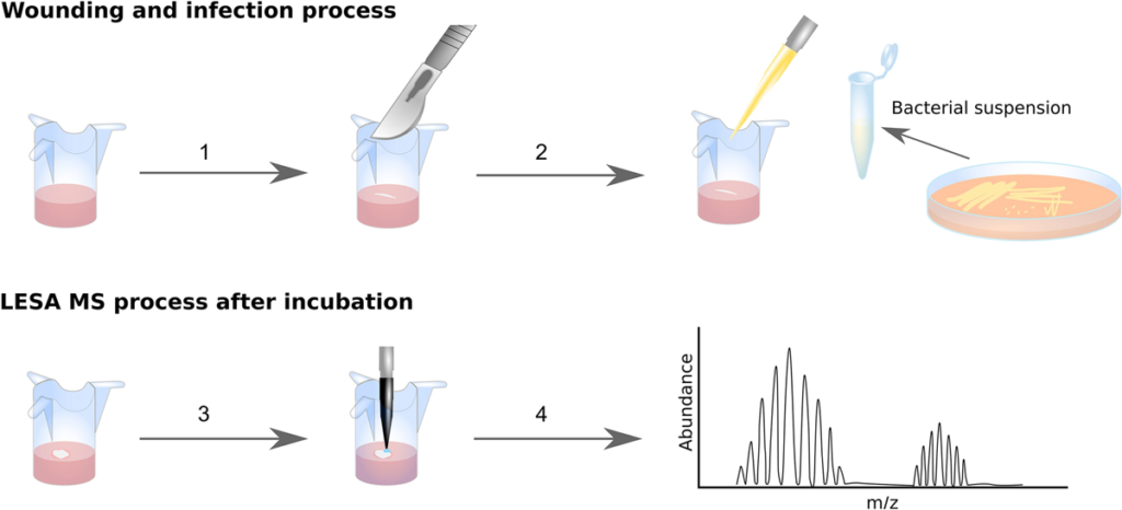 Figure 1. Processus de blessure et d'infection. Processus LESA MS après incubation.